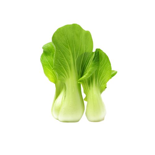 BOK CHOY