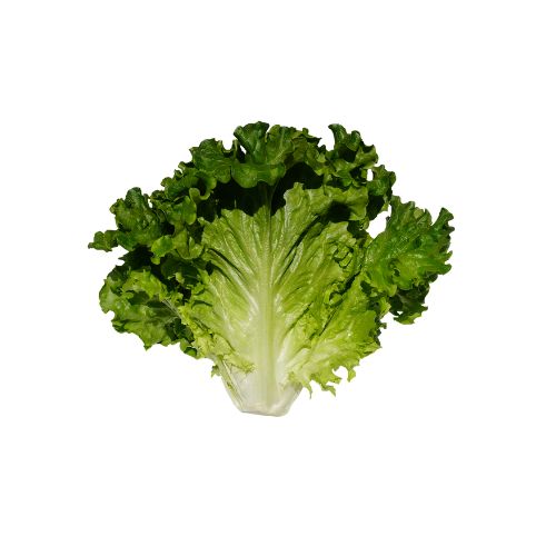 LECHUGA ITALIANA